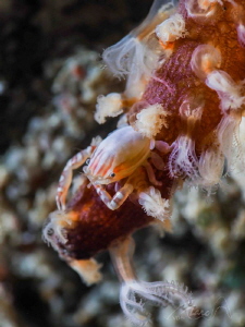 crab by Marc Van Den Broeck 